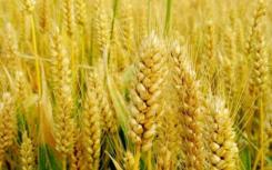 在华盛顿州的一个领域发现的转基因小麦