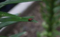 寄生黄蜂为毁灭性的百合甲虫提供了希望