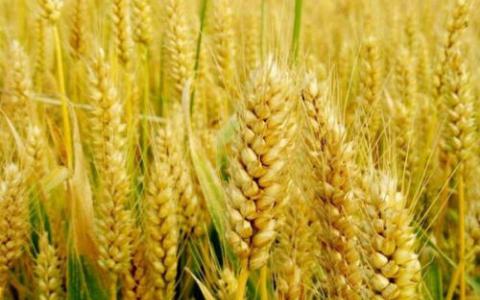 在华盛顿州的一个领域发现的转基因小麦