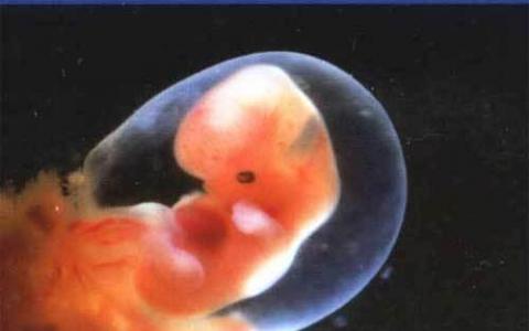 NIH科学家禁止研究人类胎儿组织