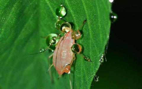 植物利用钙来传达攻击蚜虫的内部警告