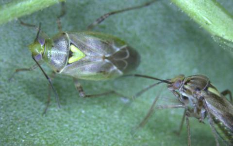 当雌性准备交配时昆虫的“抗反病毒”告诉雄性