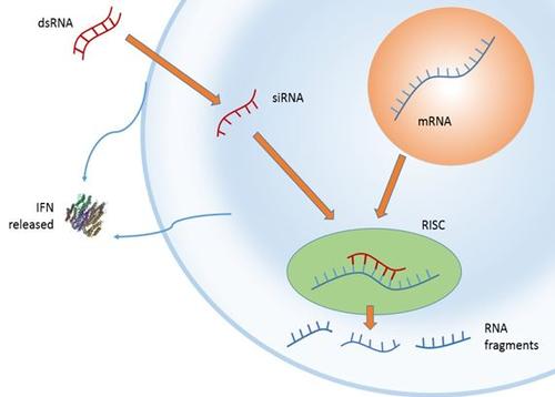 植物衍生的siRNA可以在RNAi工具和治疗方法中带来“绿色革命”