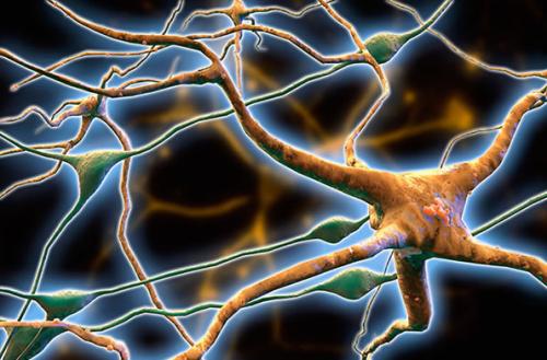 研究表明泛酸激酶相关神经变性的治疗方案