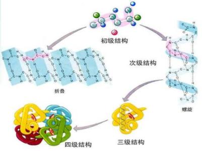 研究人员探测蛋白质多样性