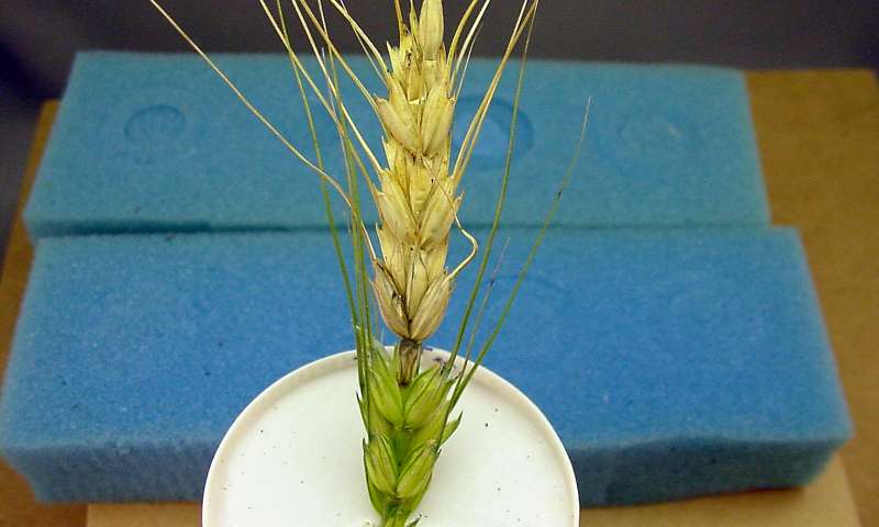 小麦如何失去与其致命的真菌克星的进化斗争