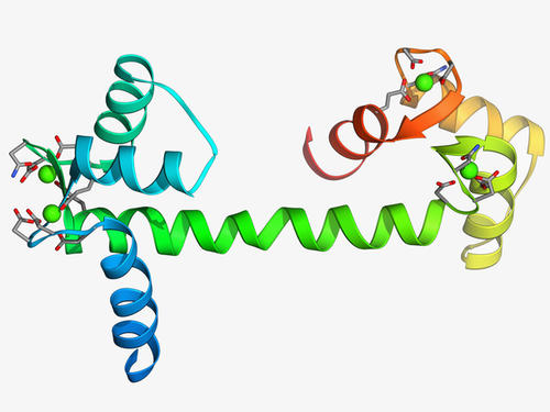 科学家开始揭示蛋白质tau如何从可溶性液态转变为固态纤维缠结