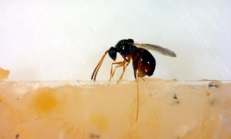 果蝇的防御性细菌共生体攻击寄生蜂的核糖体