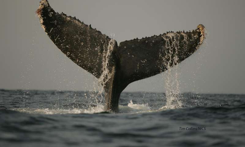南部座头鲸的DNA研究发现产犊地面忠诚度驱使人口差异