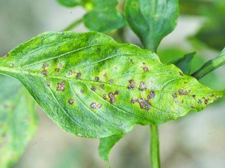 海水淡化植物的新鲜外观揭示了细菌块