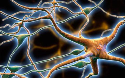 研究表明泛酸激酶相关神经变性的治疗方案