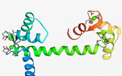 科学家开始揭示蛋白质tau如何从可溶性液态转变为固态纤维缠结