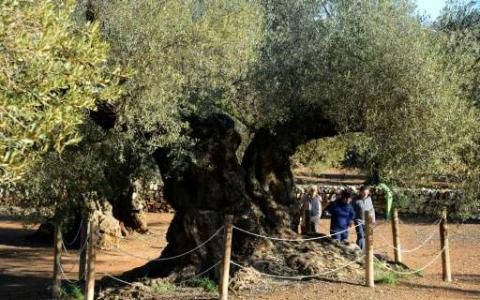 西班牙受到威胁橄榄树的致命细菌袭击