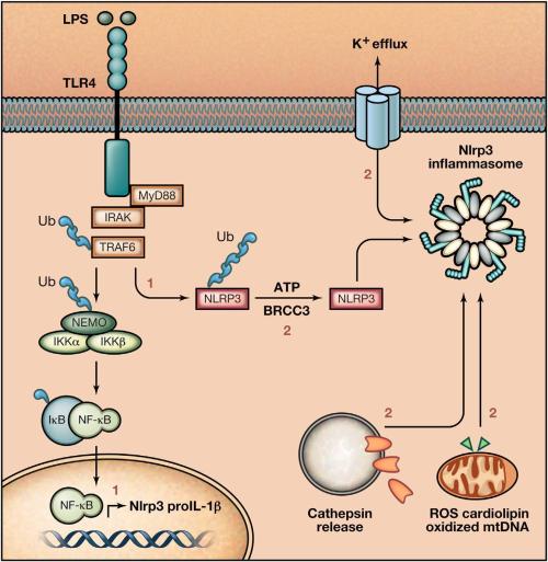 NEK7许可激活NLRP3炎性体的结构机制