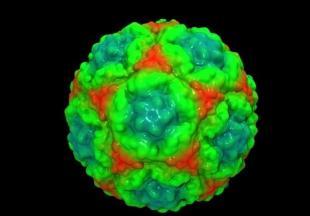 科学家发现普通感冒病毒的弱点
