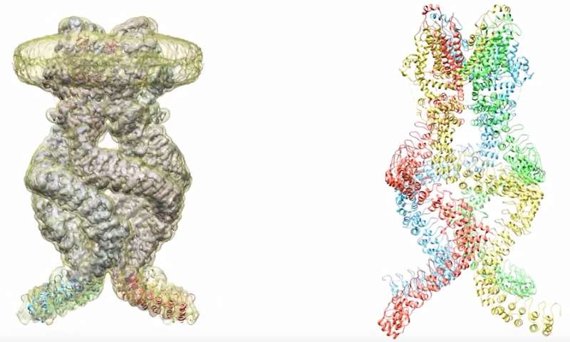 分子弹簧产生苍蝇的触觉和听觉感