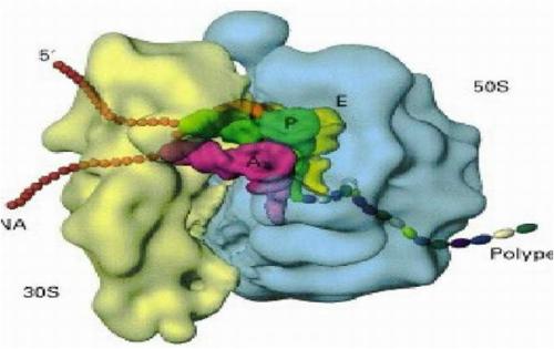 一种新的核糖体生物发生调节点可治疗癌症和5q综合征