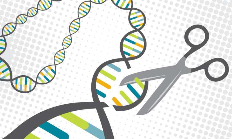 新技术使用CRISPR实现更安全的基因编辑疗法