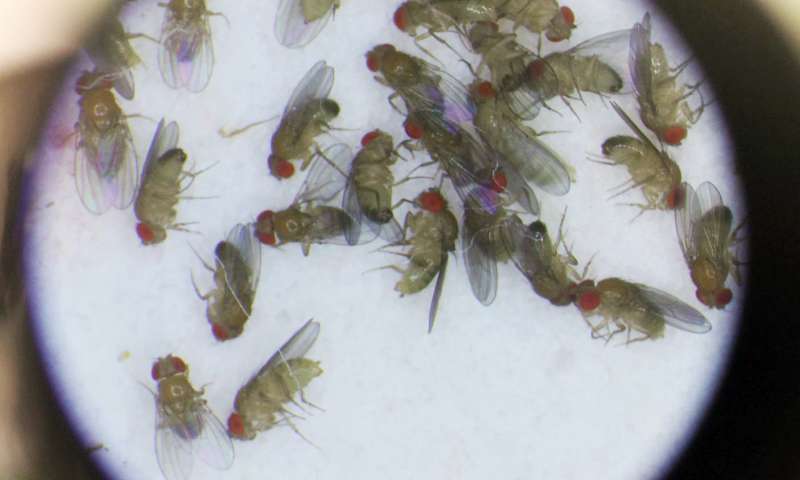 中枢代谢基因的变异影响雄性果蝇的寿命