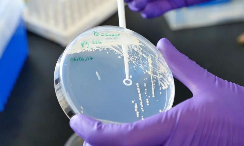 研究人员开发了基于酵母的工具用于全球病原体检测