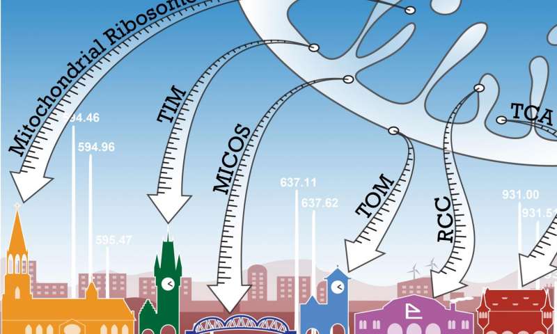 科学家描述了面包酵母中明确定义的线粒体蛋白质组