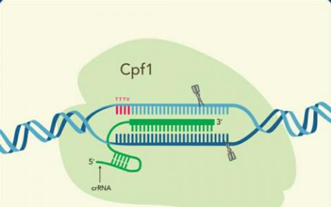 通过自私基因劫持CRISPR防御具有临床前景