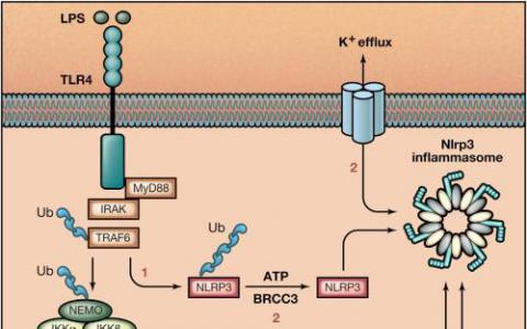 NEK7许可激活NLRP3炎性体的结构机制