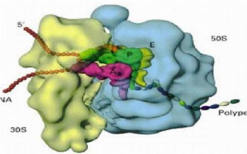 一种新的核糖体生物发生调节点可治疗癌症和5q综合征