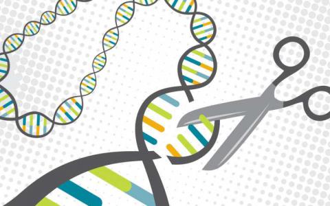 新技术使用CRISPR实现更安全的基因编辑疗法