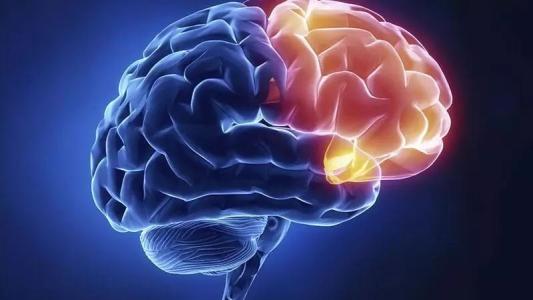 多梳蛋白EED在大脑发育中起着复杂的作用