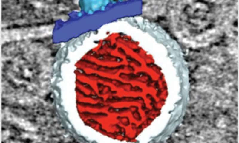 科学家阐明了对病毒复制至关重要的结构