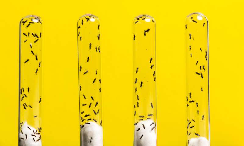 黄蜂毒液掌握基因如何获得新工作的线索