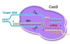 CRISPR-Cas9基因编辑用于设计自闭症灵长类动物模型