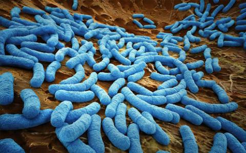 新研究发现食物反应受肠道微生物群的影响