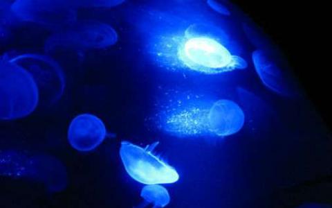 水母荧光为DNA复制带来新的亮点