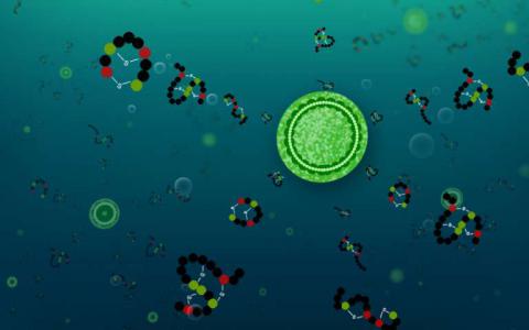 在海洋细菌中新的特化分子的进化遵循先前未知的路径