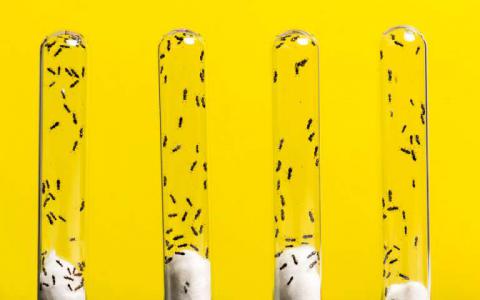 黄蜂毒液掌握基因如何获得新工作的线索