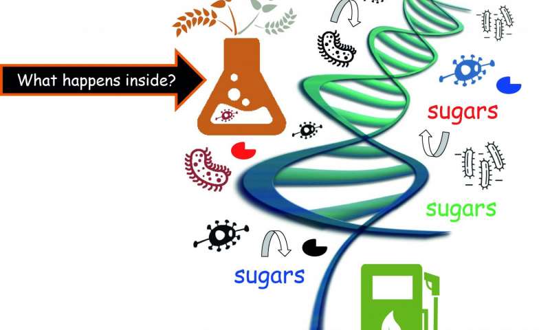 生态学见解通过微生物改善植物生物量降解