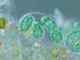 藻类生物燃料研究的突破报道