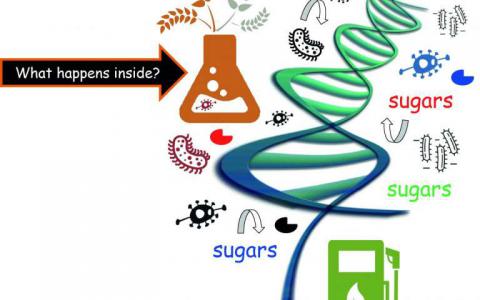 生态学见解通过微生物改善植物生物量降解