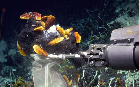 在共生细菌的帮助下深海中的贻贝和海绵可以在油上茁壮成长