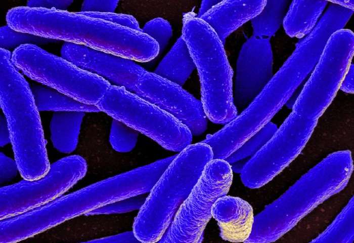 细菌“毛发”的基本构建块可能会导致新的抗生素