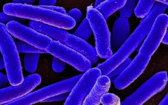 细菌“毛发”的基本构建块可能会导致新的抗生素