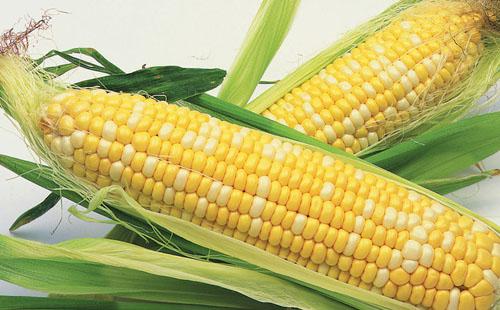 用于玉米的详细新基因组显示该植物具有用于持续适应的深度资源