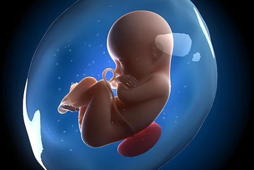 发育中的胎儿会对子宫内的面部形状做出反应