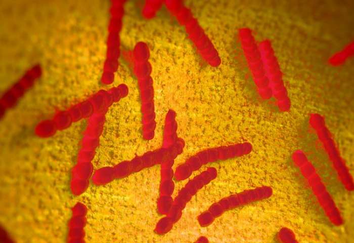 肺炎细菌的“进化热点”有助于它逃避免疫系统