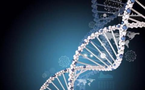 研究显示动态DNA有助于抵御基因损伤