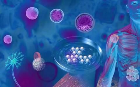 实验室制造的抗体可以保证使干细胞治疗更安全