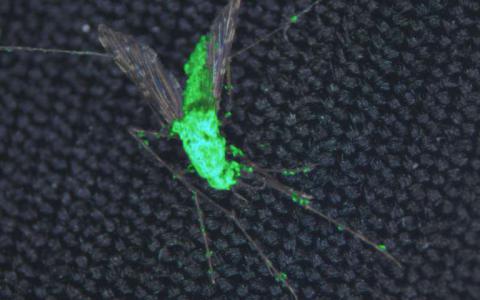 用蜘蛛和蝎子毒素设计的杀蚊真菌可以帮助对抗疟疾