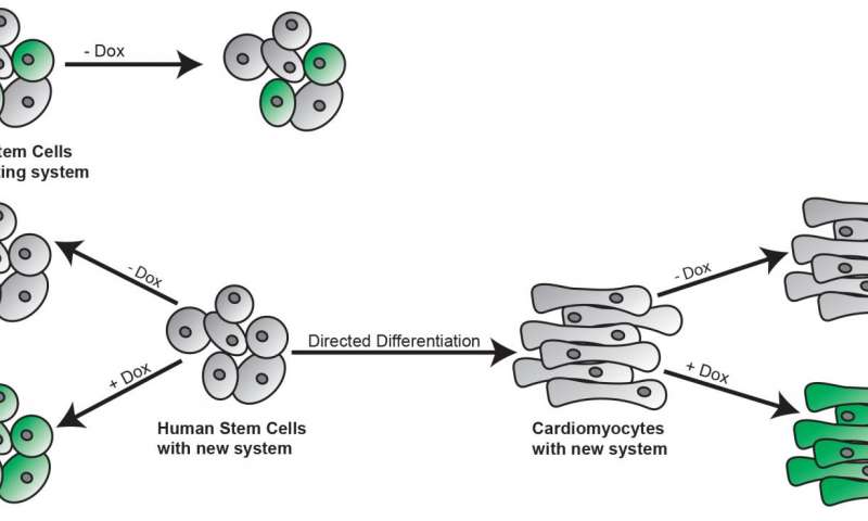 两部分系统将干细胞转变为您想要的任何东西